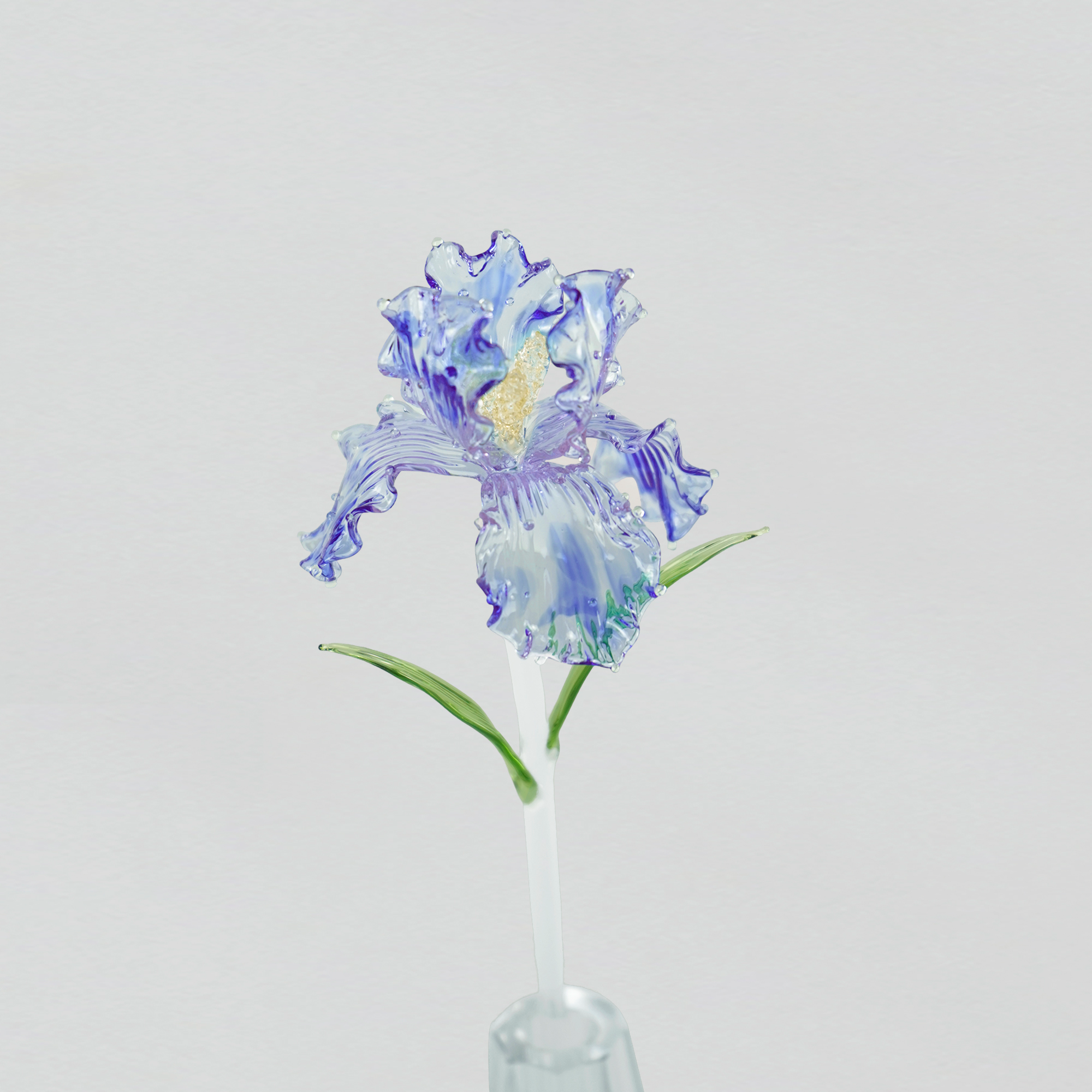 Timeless Iris
