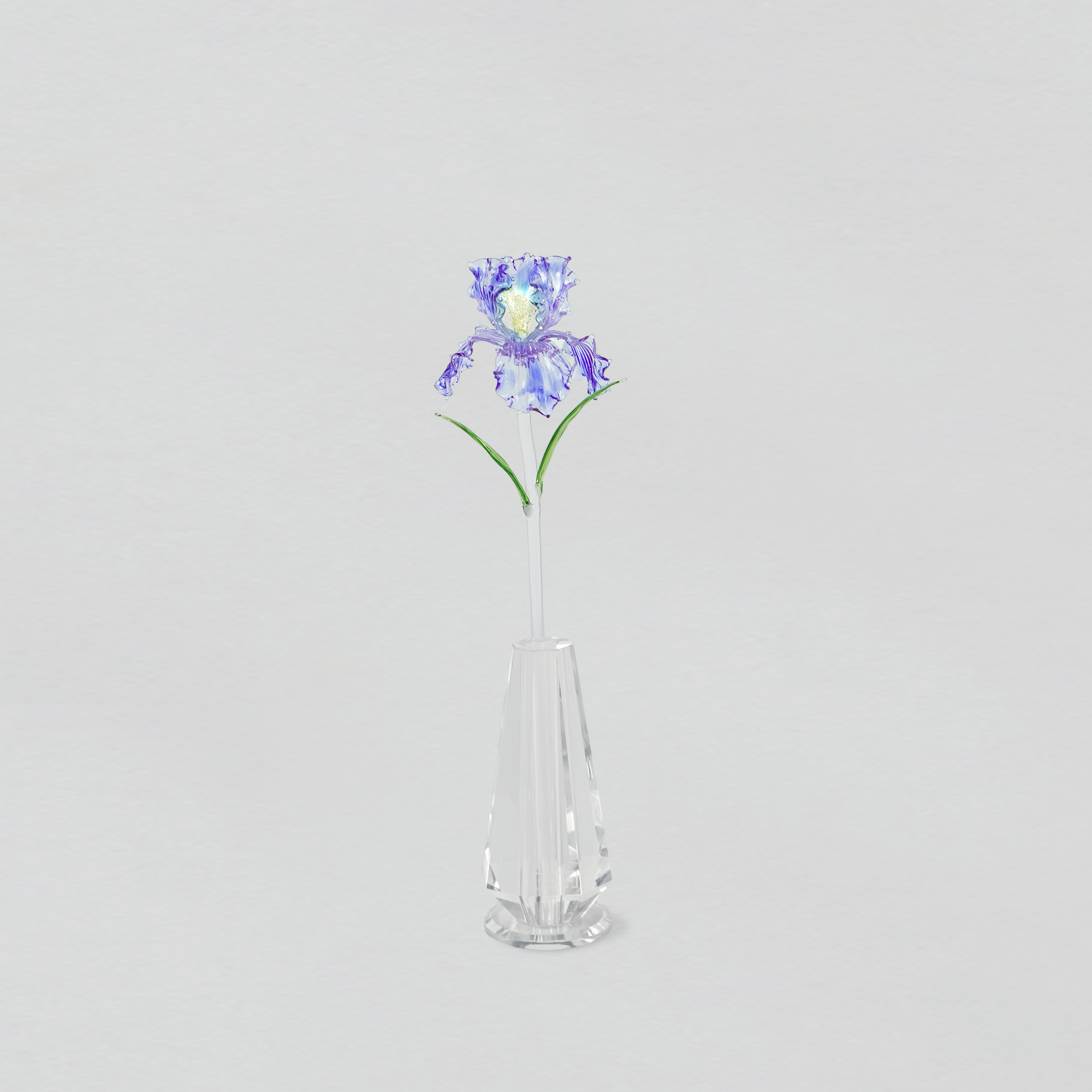Timeless Iris
