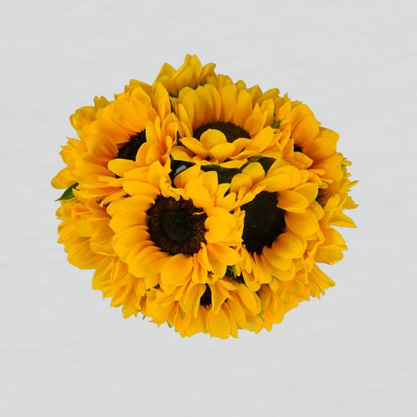 Fresh yellow sunflowers arranged in a clear glass vase